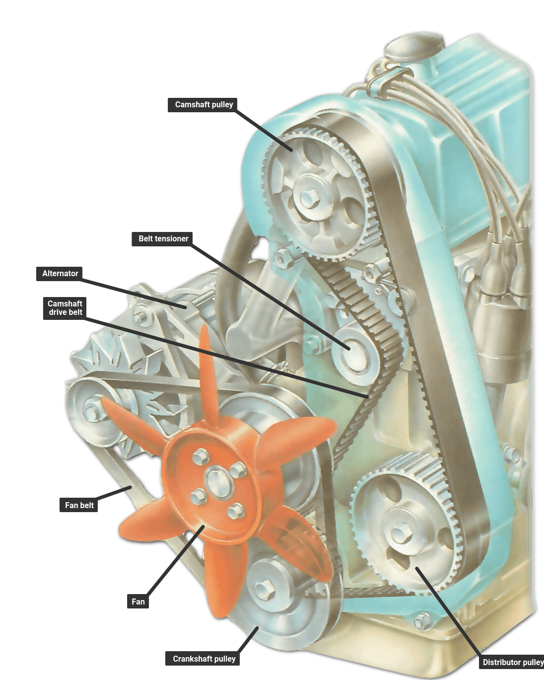 Adjusting a camshaft timing belt